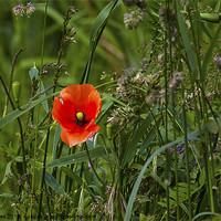 Buy canvas prints of Poppy amongst the grasses by Jim Jones