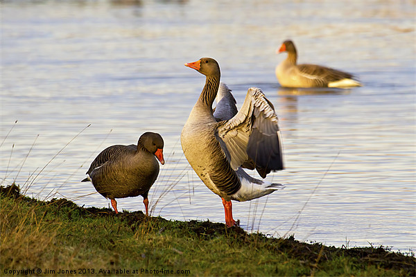Greylag Goose stretching Picture Board by Jim Jones