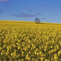 Buy canvas prints of Yellow as far as the eye can see by Jim Jones