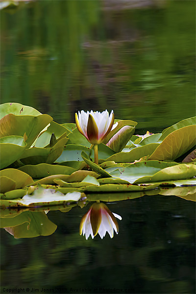 Water Lily reflection Picture Board by Jim Jones