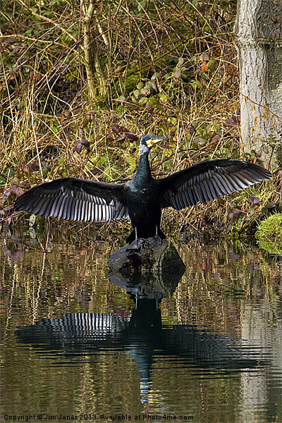 Cormorant stretching its wings Picture Board by Jim Jones