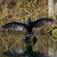 Buy canvas prints of Cormorant stretching its wings by Jim Jones