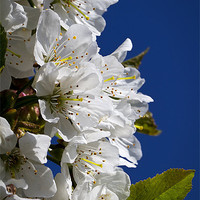 Buy canvas prints of Cherry blossom and blue sky by Jim Jones