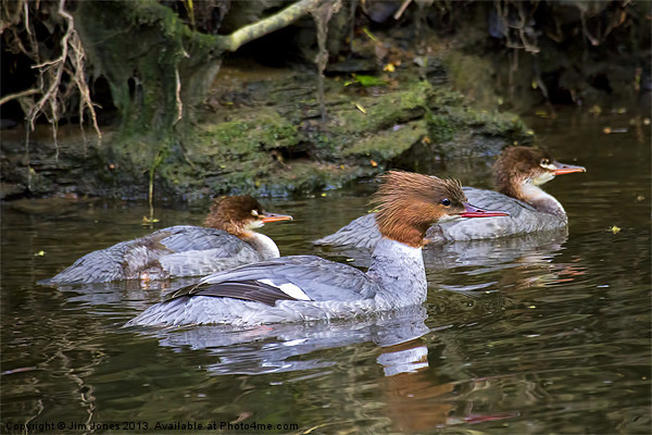 Goosander mother and young Picture Board by Jim Jones