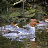 Buy canvas prints of Goosander mother and young by Jim Jones