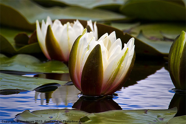 Water Lily seems illuminated Picture Board by Jim Jones