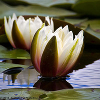 Buy canvas prints of Water Lily seems illuminated by Jim Jones