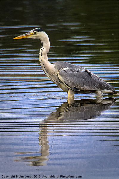 Grey Heron reflected in calm water Picture Board by Jim Jones