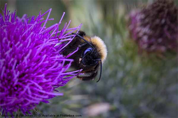 Bee on a thistle Picture Board by Jim Jones