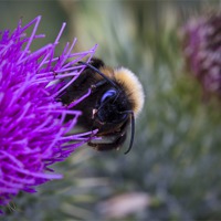 Buy canvas prints of Bee on a thistle by Jim Jones