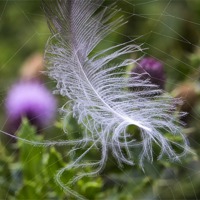 Buy canvas prints of White feather caught in a web by Jim Jones