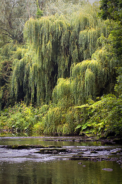 Weeping Willow Picture Board by Jim Jones