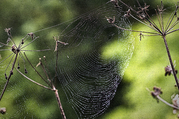 Spiders Web covered in dew Picture Board by Jim Jones