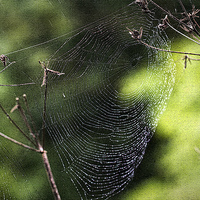 Buy canvas prints of Spiders Web covered in dew by Jim Jones