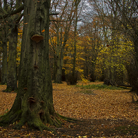 Buy canvas prints of Woodland in Autumn by Jim Jones