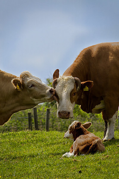 Kissin cows Picture Board by Jim Jones