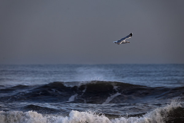 Lone seagull Picture Board by Jim Jones