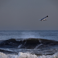 Buy canvas prints of Lone seagull by Jim Jones