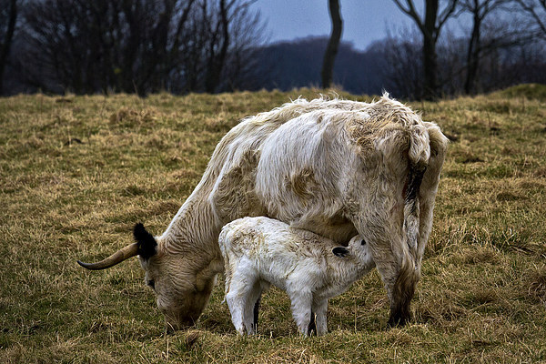 Feeding calf and mother Picture Board by Jim Jones