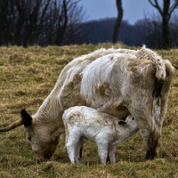 Buy canvas prints of Feeding calf and mother by Jim Jones