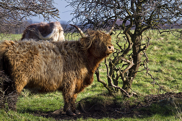Highland cattle and a gnarled tree Picture Board by Jim Jones