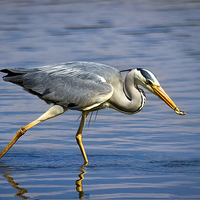Buy canvas prints of Snack time for Grey Heron by Jim Jones