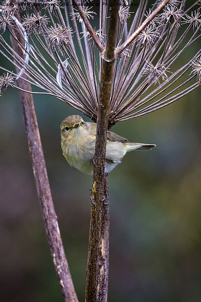  Young Willow Warbler Picture Board by Jim Jones