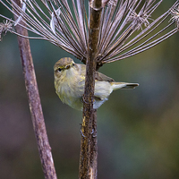 Buy canvas prints of  Young Willow Warbler by Jim Jones