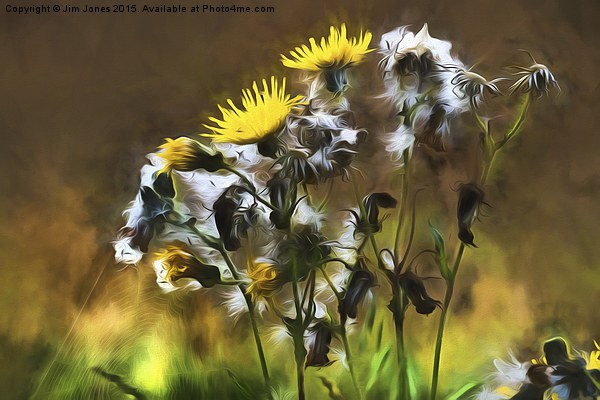  Ragwort Life Cycle with artistic filter Picture Board by Jim Jones
