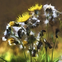Buy canvas prints of  Ragwort Life Cycle with artistic filter by Jim Jones