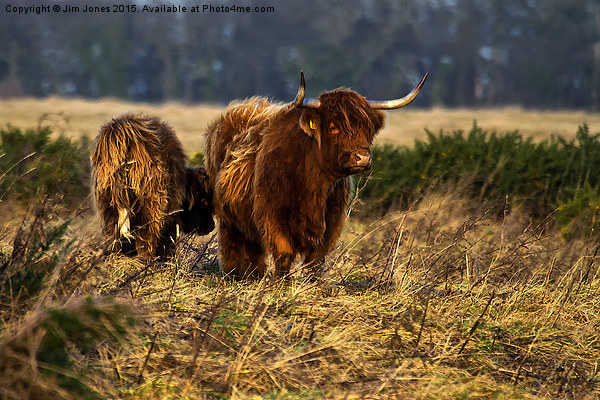  Highland cow and her calf Picture Board by Jim Jones