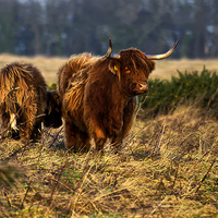 Buy canvas prints of  Highland cow and her calf by Jim Jones