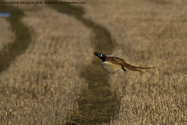  Pheasant in flight Picture Board by Jim Jones