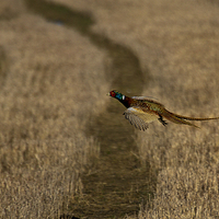Buy canvas prints of  Pheasant in flight by Jim Jones