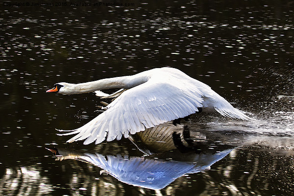  Swan reflection Picture Board by Jim Jones