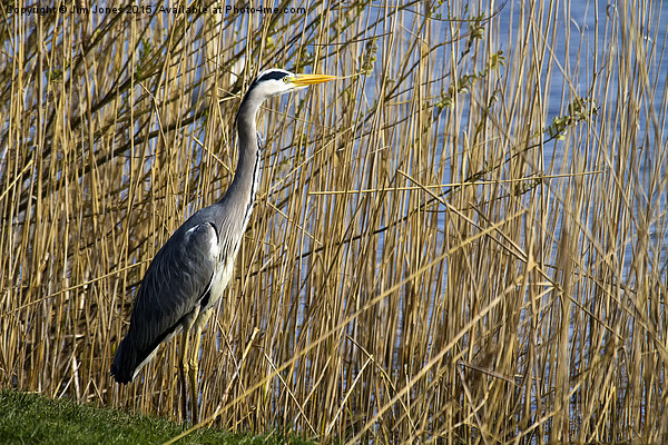  Grey Heron amongst the reeds Picture Board by Jim Jones