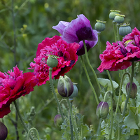 Buy canvas prints of  Colourful Poppies by Jim Jones
