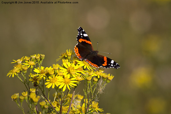  Red Admiral butterfly Picture Board by Jim Jones