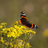 Buy canvas prints of  Red Admiral butterfly by Jim Jones