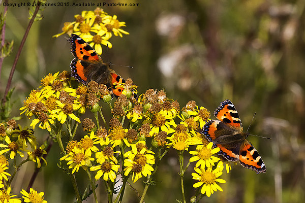  Tortoiseshell Butterflies in September sunshine Picture Board by Jim Jones