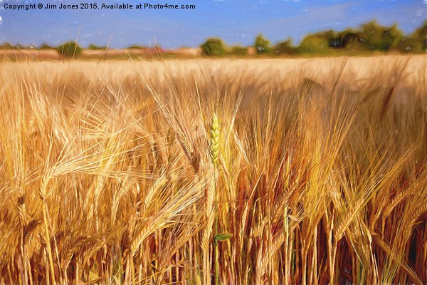  Wheat among the Barley Picture Board by Jim Jones