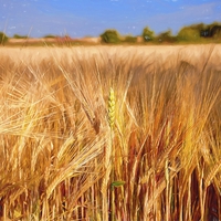 Buy canvas prints of  Wheat among the Barley by Jim Jones