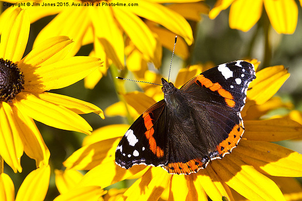  Red Admiral; Yellow Flower Picture Board by Jim Jones
