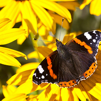 Buy canvas prints of  Red Admiral; Yellow Flower by Jim Jones