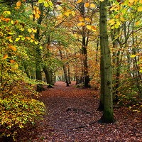 Buy canvas prints of  Autumn Woodland by Jim Jones