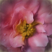Buy canvas prints of Delicate Bloom A Macro Artistic Begonia by Jim Jones