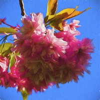 Buy canvas prints of  Artistic Cherry Blossom by Jim Jones