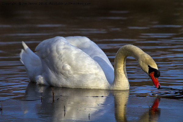 Mute Swan and ice Picture Board by Jim Jones