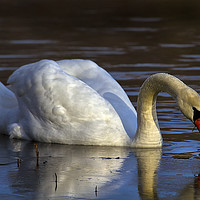 Buy canvas prints of Mute Swan and ice by Jim Jones