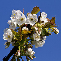 Buy canvas prints of Hawthorn blossom by Jim Jones